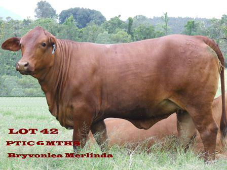 Bryvonlea Merlinda